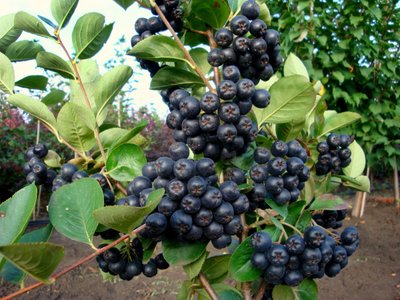 Аронія горобина чорноплодна насіння 20 шт RS-00231 фото