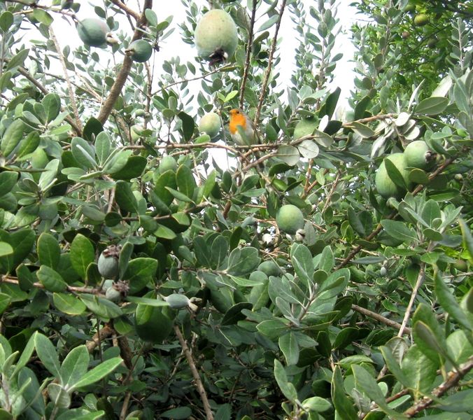 Фейхоа насіння (10 шт) гуава ананасова (Feijoa sellowiana) ака гуавастин RS-00021 фото