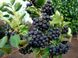 Аронія горобина чорноплодна насіння 20 шт RS-00231 фото 1