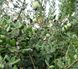 Фейхоа насіння (10 шт) гуава ананасова (Feijoa sellowiana) ака гуавастин RS-00021 фото 4