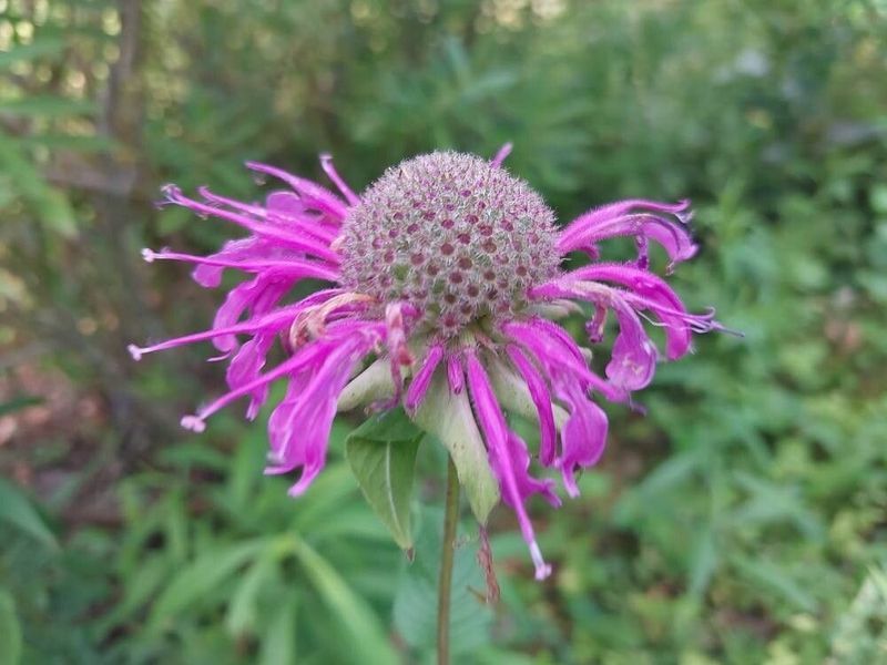 Монарда Дудчатая семена 0,01 гр. (прибл. 40 шт) дикий бергамот (Monarda fistulosa) многолетняя RS-02075 фото