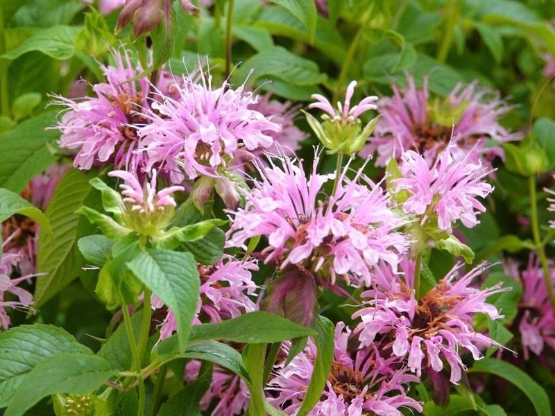 Монарда Дудчатая семена 0,01 гр. (прибл. 40 шт) дикий бергамот (Monarda fistulosa) многолетняя RS-02075 фото