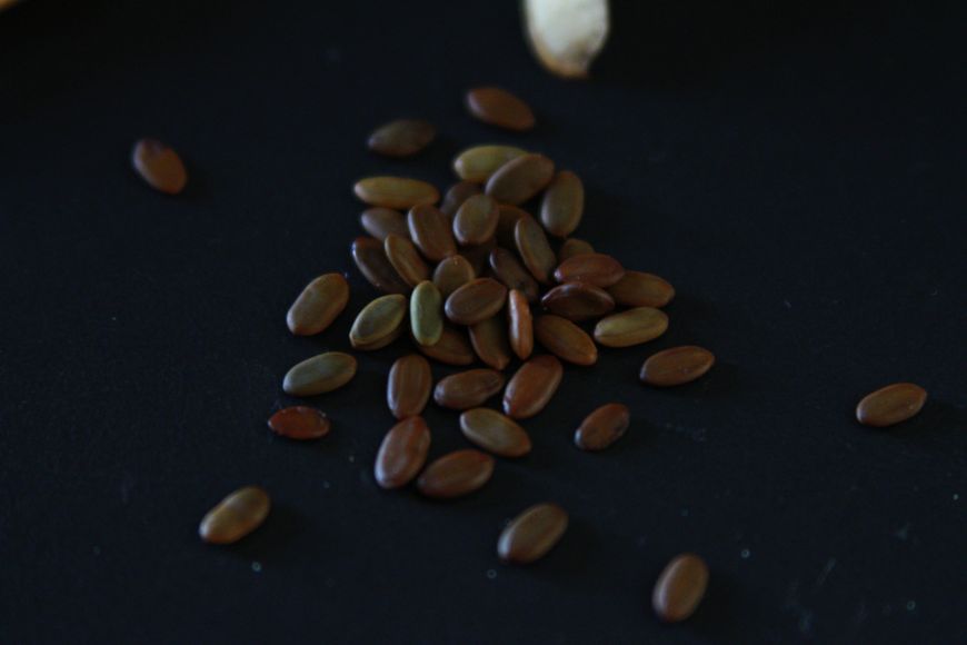 Альбіція насіння (10 шт) ленкоранська акація мімоза шовкова (Albizia julibrissin) RS-00028 фото