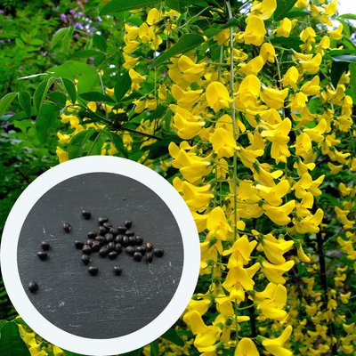 Бобовник насіння (10 шт) анагиролистний лабурнум (Labūrnum anagyroīdes) золотий дощ жовтий RS-00044 фото