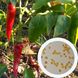 Перець Укус змії насіння (10 шт) гострий каєнський RS-00495 фото 1
