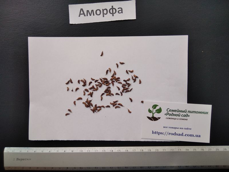 Аморфа кущова насіння (20 шт) крутик (Amórpha fruticósa) медонос RS-00293 фото