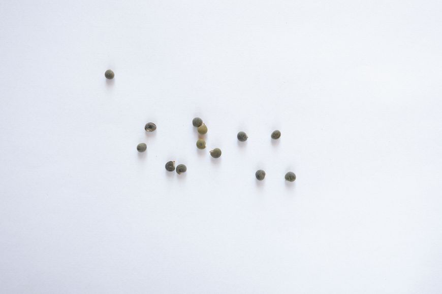 Бамія окра насіння (20 шт) абельмош їстівний (Abelmoschus esculentus) RS-00029 фото