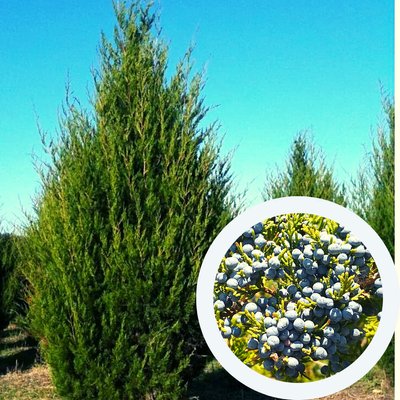 Можевельник виргинский семена (20 шт) (Juniperus virginiana) RS-00496 фото