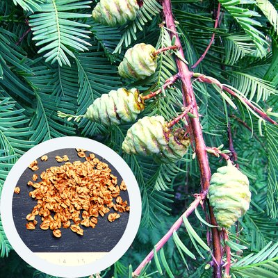Метасеквойя семена 0,2 гр. (около 100 шт) китайская глиптостробоидная (Metasequoia glyptostroboides) RS-00234 фото