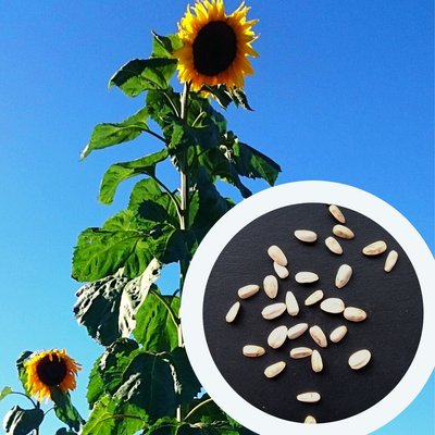 Соняшник білий гігантський насіння 10 грамів (приблизно 100 шт) RS-00295 фото