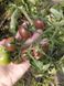Томат Блэк Черри семена (0,1 г) ранний высокорослый, For Hobby, TM GL Seeds RS-00807 фото 1