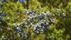 Можевельник виргинский семена (20 шт) (Juniperus virginiana) RS-00496 фото 2