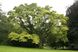 Бархат амурський насіння (20 шт) пробкове дерево (Phellodendron amurense) корковий феллодендрон RS-00050 фото 2