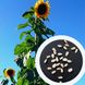 Соняшник білий гігантський насіння 10 грамів (приблизно 100 шт) RS-00295 фото 1