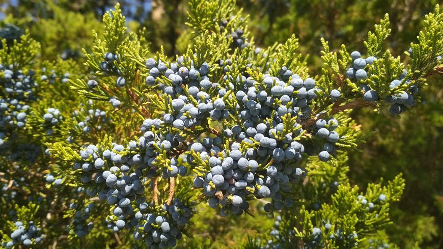 Ялівець віргінський насіння (20 шт) (Juniperus virginiana) RS-00496 фото