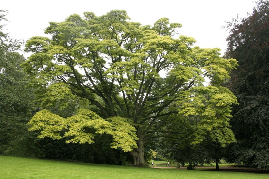 Бархат амурский семена (20 шт) пробковое дерево (Phellodendron amurense) корковый феллодендрон RS-00050 фото