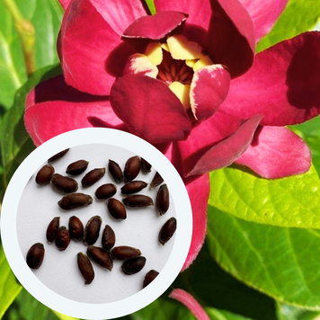 Калікант квітучий насіння (5 шт) флорідус (Calycanthus floridus) червоний