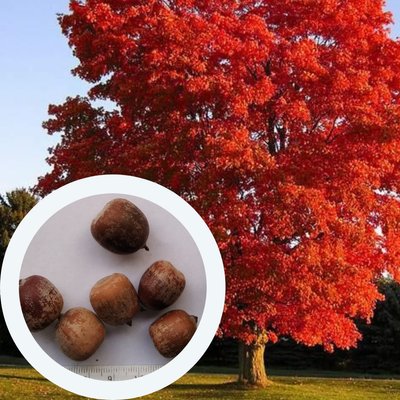 Дуб красный семена (20 шт) желудь остролистный канадский северный (Quercus rubra) RS-00299 фото