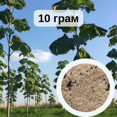 Павловния шан тонг семена 10 грамм (около 40 000 шт) RS-00739 фото