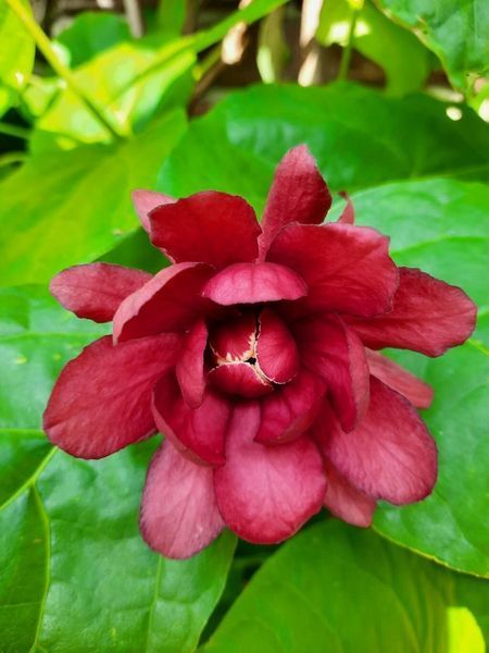 Калікант квітучий насіння (5 шт) флорідус (Calycanthus floridus) червоний