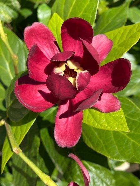 Калікант квітучий насіння (5 шт) флорідус (Calycanthus floridus) червоний