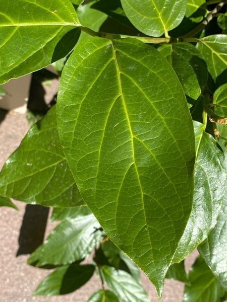 Калікант квітучий насіння (5 шт) флорідус (Calycanthus floridus) червоний
