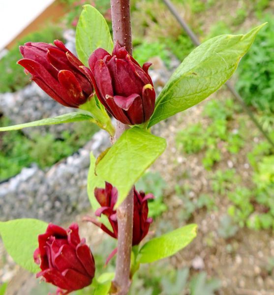 Калікант квітучий насіння (5 шт) флорідус (Calycanthus floridus) червоний