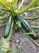 Насіння кабачок цукіні Аеронавт (3 г) ранньостиглий кущовий, For Hobby, TM GL Seeds RS-00864 фото 4