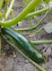 Семена кабачок цуккини Аэронавт (3 г) ранньостиглий кущовий, For Hobby, TM GL Seeds RS-00864 фото 3