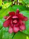 Калікант квітучий насіння (5 шт) флорідус (Calycanthus floridus) червоний