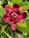 Калікант квітучий насіння (5 шт) флорідус (Calycanthus floridus) червоний