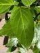 Калікант квітучий насіння (5 шт) флорідус (Calycanthus floridus) червоний