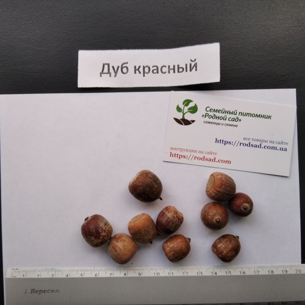 Дуб червоний насіння (20 шт) жолудь гостролистий канадський північний (Quercus rubra) RS-00299 фото