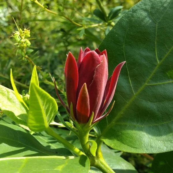Калікант квітучий насіння (5 шт) флорідус (Calycanthus floridus) червоний