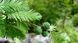 Кипарис болотяний насіння (20 шт) таксодіум дворядний таксодій (Taxódium dístichum) RS-00235 фото 3