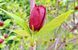 Калікант квітучий насіння (5 шт) флорідус (Calycanthus floridus) червоний