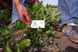 Арахис сорт Краснодарец семена (20 шт) земляной орех для посадки RS-00051 фото 3