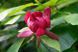 Калікант квітучий насіння (5 шт) флорідус (Calycanthus floridus) червоний