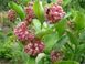 Ваточник сірійський насіння 10 грамів (прибл. 1500 шт) ластівник ластівкова трава (Asclepias syriaca) медонос RS-00560 фото 3