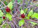 Калікант квітучий насіння (5 шт) флорідус (Calycanthus floridus) червоний