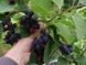Ирга канадская семена 0,25 г (прибл. 30 шт) съедобная (Amelanchier canadensis) морозостойкая RS-00134 фото 3