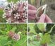 Ваточник сірійський насіння 10 грамів (прибл. 1500 шт) ластівник ластівкова трава (Asclepias syriaca) медонос RS-00560 фото 2