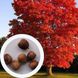 Дуб красный семена (20 шт) желудь остролистный канадский северный (Quercus rubra) RS-00299 фото 1