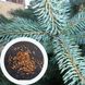 Ель голубая семена 0,25 гр. (около 50 шт) (Pīcea pūngens) RS-00032 фото 1