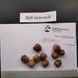 Дуб красный семена (20 шт) желудь остролистный канадский северный (Quercus rubra) RS-00299 фото 3