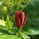 Калікант квітучий насіння (5 шт) флорідус (Calycanthus floridus) червоний