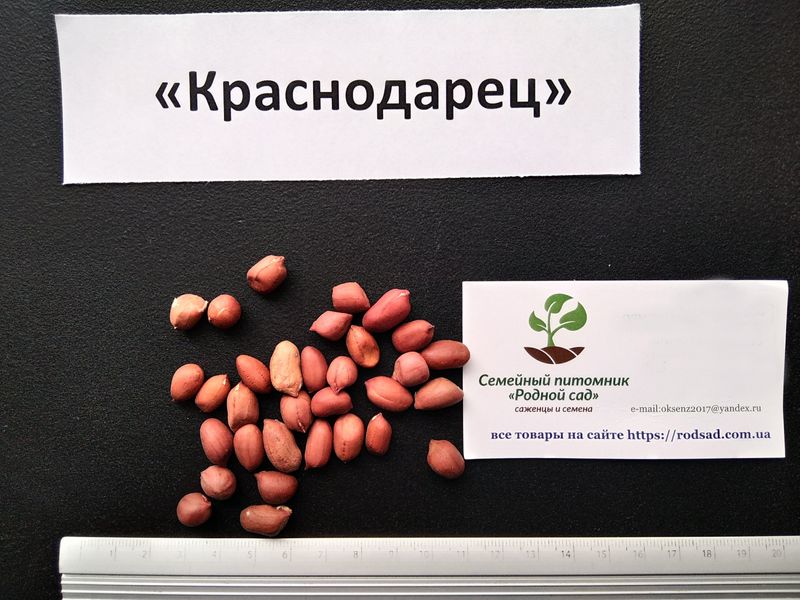 Арахіс сорт Краснодарець насіння (20 шт) земляний горіх для посадки RS-00051 фото