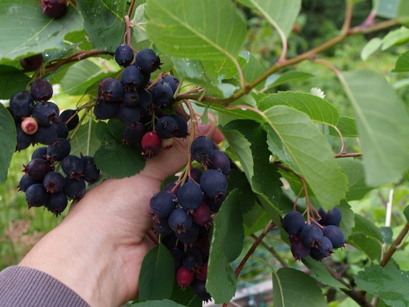 Ирга канадская семена 0,25 г (прибл. 30 шт) съедобная (Amelanchier canadensis) морозостойкая RS-00134 фото