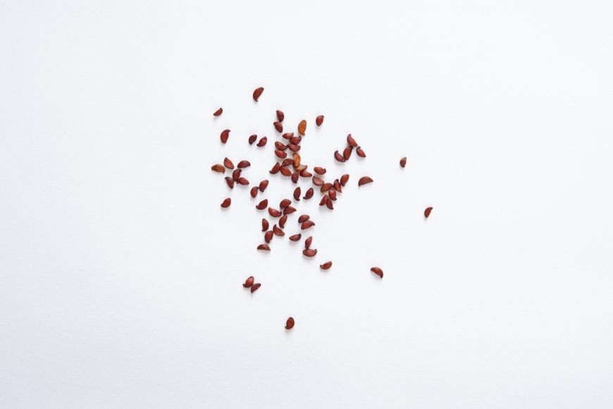 Ірга канадська насіння (20 шт) їстівна (Amelanchier canadensis) морозостійка RS-00134 фото