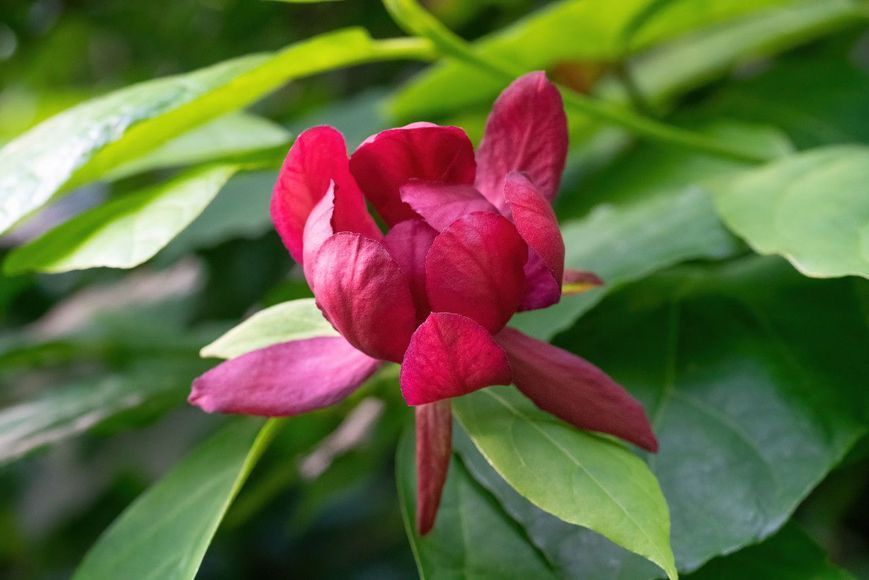 Калікант квітучий насіння (5 шт) флорідус (Calycanthus floridus) червоний